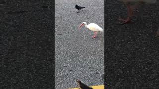 Ibises amp blackbirds jumping for peanuts nature wildlife photography naturelovers birds [upl. by Rosalia380]