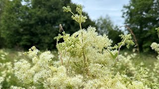 Meadowsweet is back [upl. by Eelana]