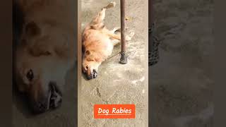 Anjing Rabies [upl. by Elicul]