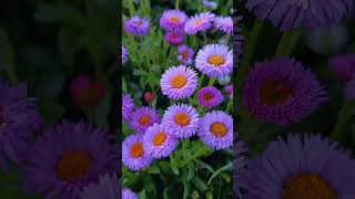 Erigeron speciosus Aster alpigenus menimkanalim2023 [upl. by Annol]