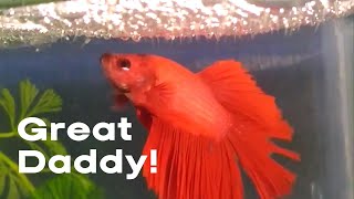 Watch This Amazing Betta Fish Breeding Process [upl. by Naanac]