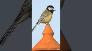 LE CHANT DE LA MÉSANGE CHARBONNIÈRE  GREAT TIT SINGING [upl. by Quickman]