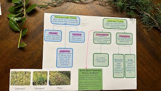 Plant Classification Vascular Plants and NonVascular Plants [upl. by Leopoldine402]