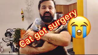 My cat is in lot of pain after spay cat mahervlogs81spayandneuter animals [upl. by Malissa]