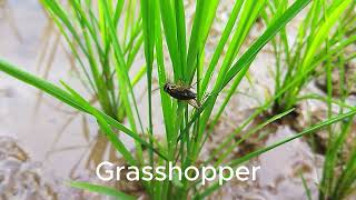 Ecosystem In A Paddy Field [upl. by Ilellan]