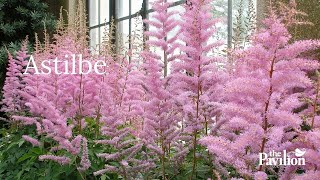 Should an Astilbe Live in Sun or Shade Astilbes at The Pavilion Cork [upl. by Enelram46]