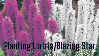 Planting Liatris in your butterfly garden [upl. by Pangaro]