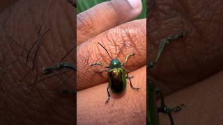 Dogbane Leaf Beetle Handling 🪲 [upl. by Eluj]