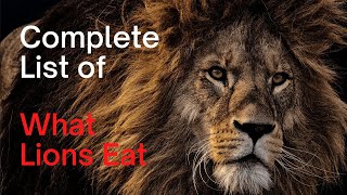 What Do Lions Eat Complete List of What Lions Prey On [upl. by Anerat]