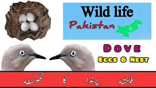 Dove Eggs amp Nest Dove breeding season  Fakhta ka Nest [upl. by Mayda544]