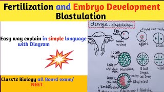 Fertilization l fertilization of egg and sperm in human l Neet l fertilization amp Embryo Development [upl. by Suzzy813]