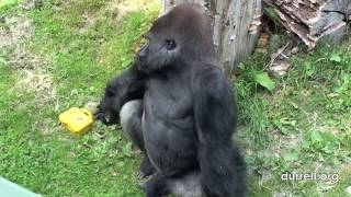 Silverback Gorilla turns cameraman at Durrell [upl. by Einej556]