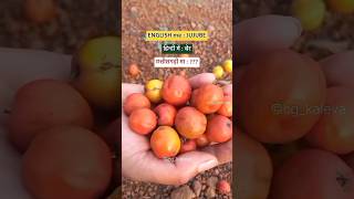 बतावव  cg food vlog  chhattisgarhi food  cgstyle  cg fruit  cg name  chhattisgarhi shorts [upl. by Pablo]