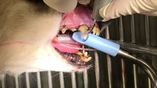 犬の歯石除去 Dog scaling Dog tartar removal [upl. by Freedman]