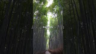 BAMBOO FOREST Secrets Nobody Shares forest bamboo travel explore [upl. by Inram]