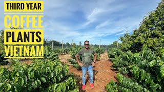 EVERYTHING YOU NEED TO KNOW ABOUT COFFEE PLANTATION BENEFITS OF DURIAN FRUIT [upl. by Soirtimid]