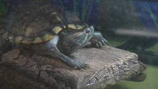 Red Ear Slider Hatching Timelapse [upl. by Noterb155]