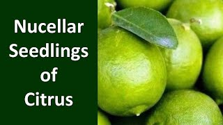 How to produce Nucellar Seedlings of Citrus [upl. by Romaine]