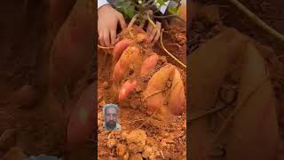 Digging Sweet Potato Is Never A Boring Thing satisfying shortsvideo [upl. by Earahs119]