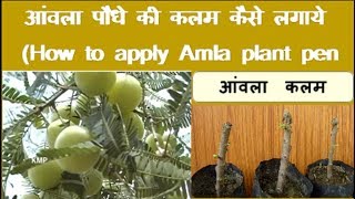 आंवला पौधे की कलम कैसे लगाये How to apply Gooseberry plant pen [upl. by Eloc]