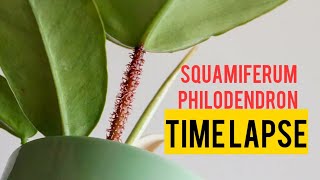 PHILODENDRON SQUAMIFERUM TIME LAPSE [upl. by Gunning]