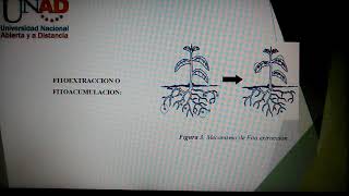 Propiedades y Contantimacion del Suelo Caldas FITORREMEDIACION [upl. by Jania253]