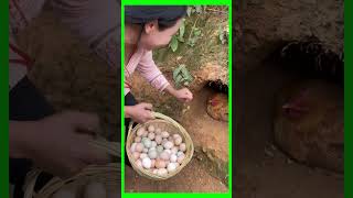 Harvesting chickens eggs organic from completely natural [upl. by Erdnoid246]