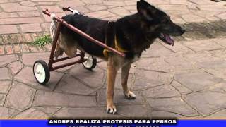 NOTA CON ANDRES REALIZA CON CAÑOS DE PVC PROTESIS PARA PERROS [upl. by Legnaleugim37]