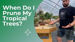 Bonsai Care and When Do I Prune My Tropical Bonsai Tree [upl. by Jarin464]