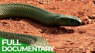 Most Venomous  Wild Ones  Episode 10  Free Documentary Nature [upl. by Fleta]