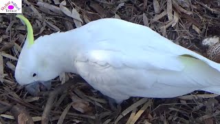 Cockatoos findingeating tree seeds [upl. by Nylloc]