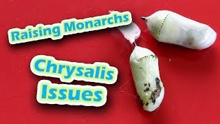 Raising Monarchs  Chrysalis Issues Help The Monarch Butterfly [upl. by Ytsirhk590]