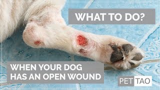 Treating Open Wounds on Your Dog  PET  TAO Holistic Pet Products [upl. by Atiuqal198]