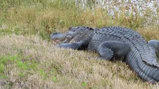 Spotless Teeth on Alligator amp Nictitating Membrane Rolls Back at Orlando Wetlands Christmas [upl. by Eenrahc734]