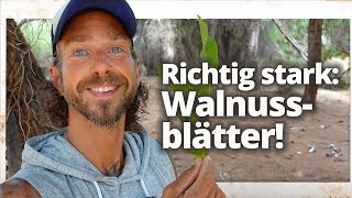 Walnuss Warum die Blätter genauso wichtig sind wie die Nuss [upl. by Allanson]