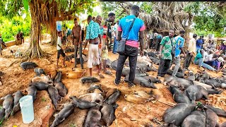 Rural African market day in Aklakou village Togo west Africa 🌍 Cost of living in my village [upl. by Aehsila]