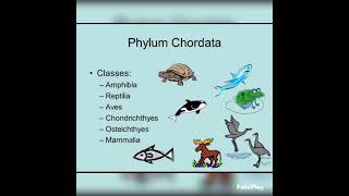 phylum chordata diagrambiology zoology bsczoology zoologybsc shortsyoutubeshorts [upl. by Anasus435]