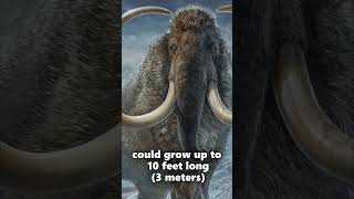 3 Facts About The Woolly Mammoth [upl. by Burta]