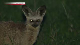 Wildlife Documentary  An Ear for Danger Bat Eared Fox [upl. by Fedora]