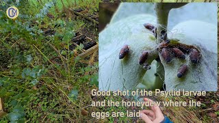 Blue Gum Psyllid 🦟 Garlic Spray [upl. by Anoy]