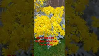 Silver Ragwort  Jacobaea maritima youre Wow shorts flowers beautifulflowers [upl. by Quintessa]