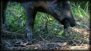 Wild Pig eats dead Rat 01  Dangerous Animals [upl. by Aramen366]