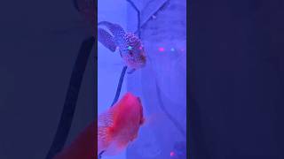 Shovelnose Catfish  Peacock Bass  Red Tail Golden Arowana  Duboisis Cichlid [upl. by Cathrine542]