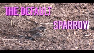 How to Identify the Song Sparrow NARRATED [upl. by Ellenehs]