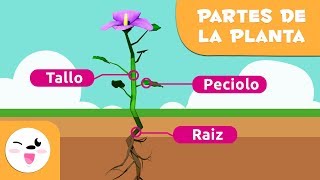 La planta y sus partes para niños  Ciencias naturales para niños [upl. by Ecinue]