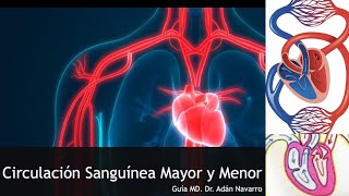 Circulación Sanguínea Mayor y Menor sencillo y fácil de aprender [upl. by Phelgen659]