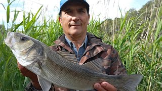 Lenza Acqua Lenta Bolognese e Bigattino [upl. by Stargell]