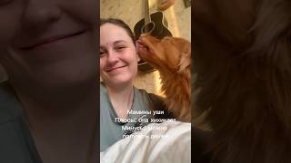 Съедобное  несъедобное 🍏 puppy toller funnyanimals собака funnydogs cutedog kawaii [upl. by Kerin]