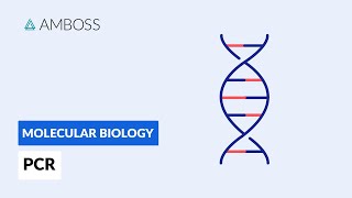 Polymerase Chain Reaction PCR DNA Amplification [upl. by Peednam]