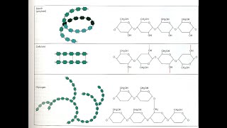 polisacáridos [upl. by Jewelle]
